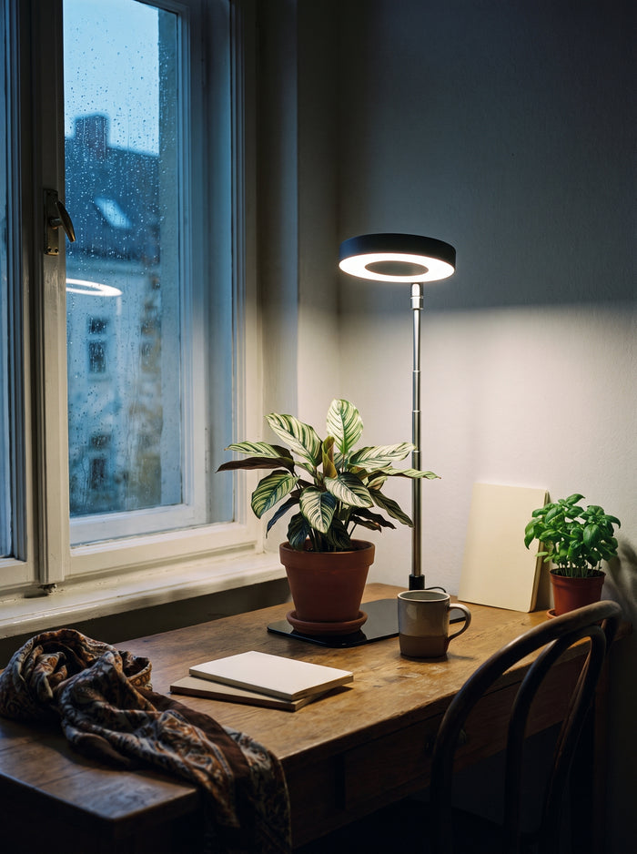 Ring-Pflanzenlampe mit Standfuß beleuchtet eine Calathea auf einem Holzschreibtisch am Fenster