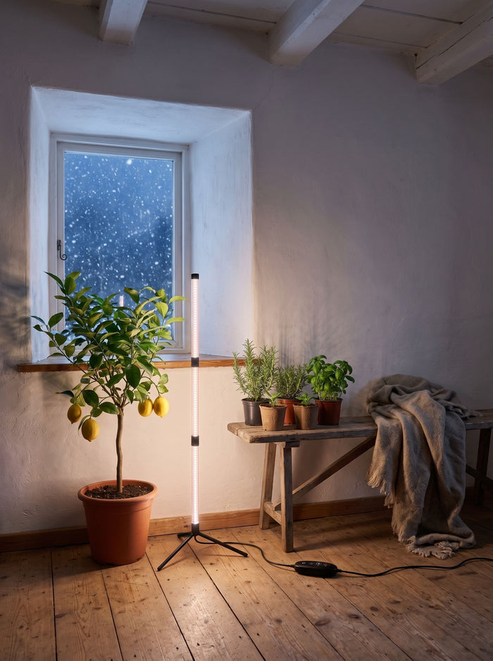 Vollspektrum-LED-Pflanzenlampe mit drei Leuchtleisten auf Dreibeinstativ neben einem Zitronenbaum in einem Zimmer mit Winterfenster